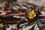 Ludwigia brevipes