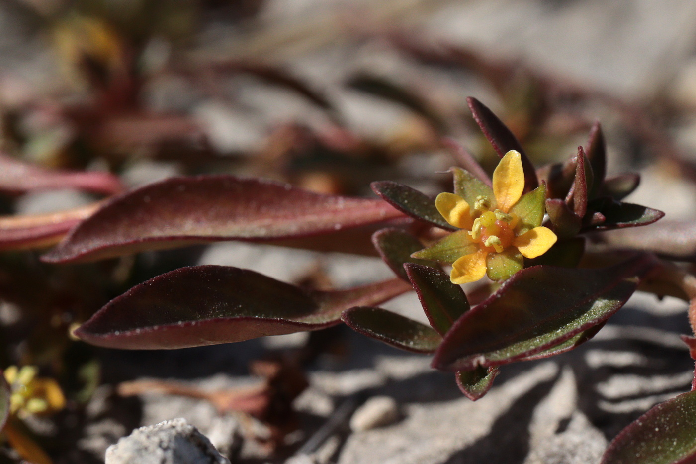 Изображение особи Ludwigia brevipes.