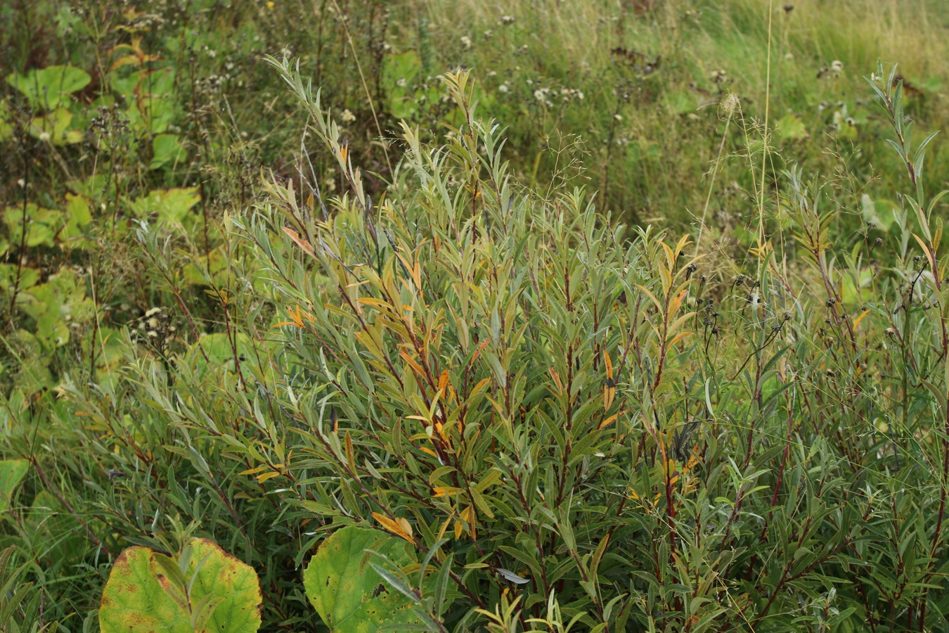 Image of Salix rosmarinifolia specimen.