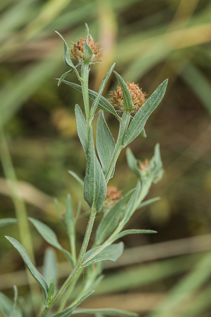Изображение особи Centaurea jacea.