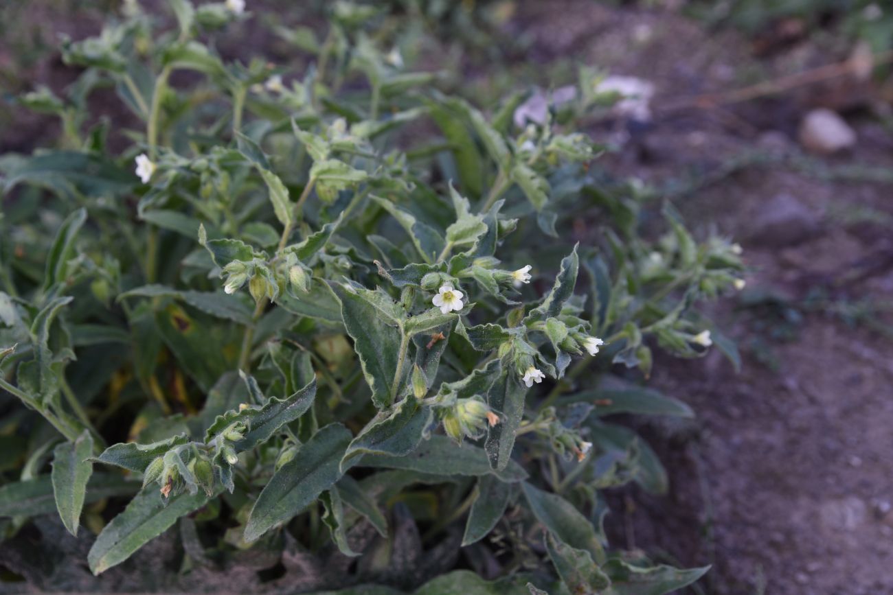 Image of Nonea lutea specimen.