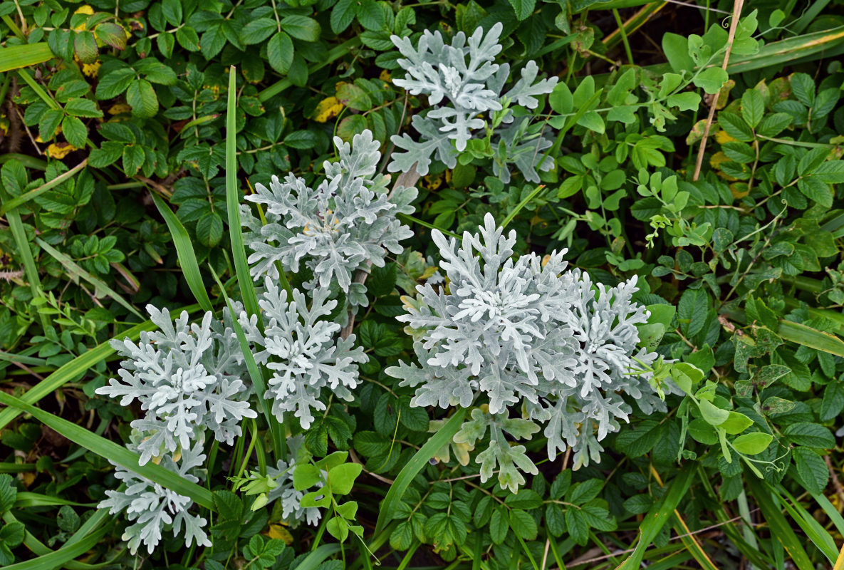 Image of Artemisia stelleriana specimen.