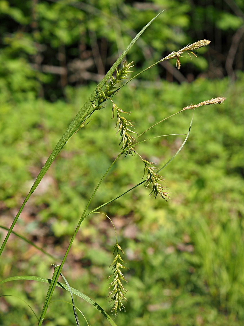 Изображение особи Carex arnellii.