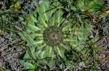 Inula rhizocephala