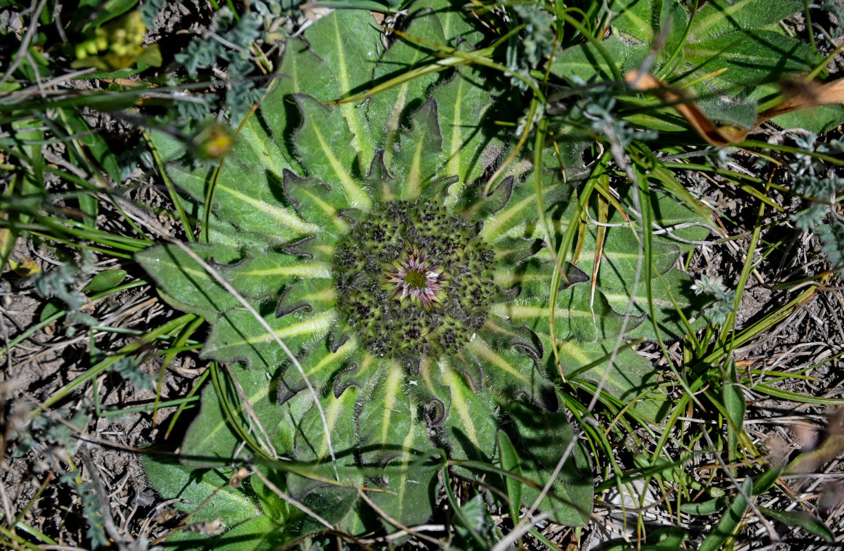 Изображение особи Inula rhizocephala.