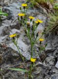 Picris japonica. Верхушка цветущего растения. Курильские о-ва, о-в Кунашир, мыс Сукачёва, каменистый склон. 22.08.2022.