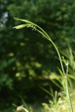 Pimpinella saxifraga