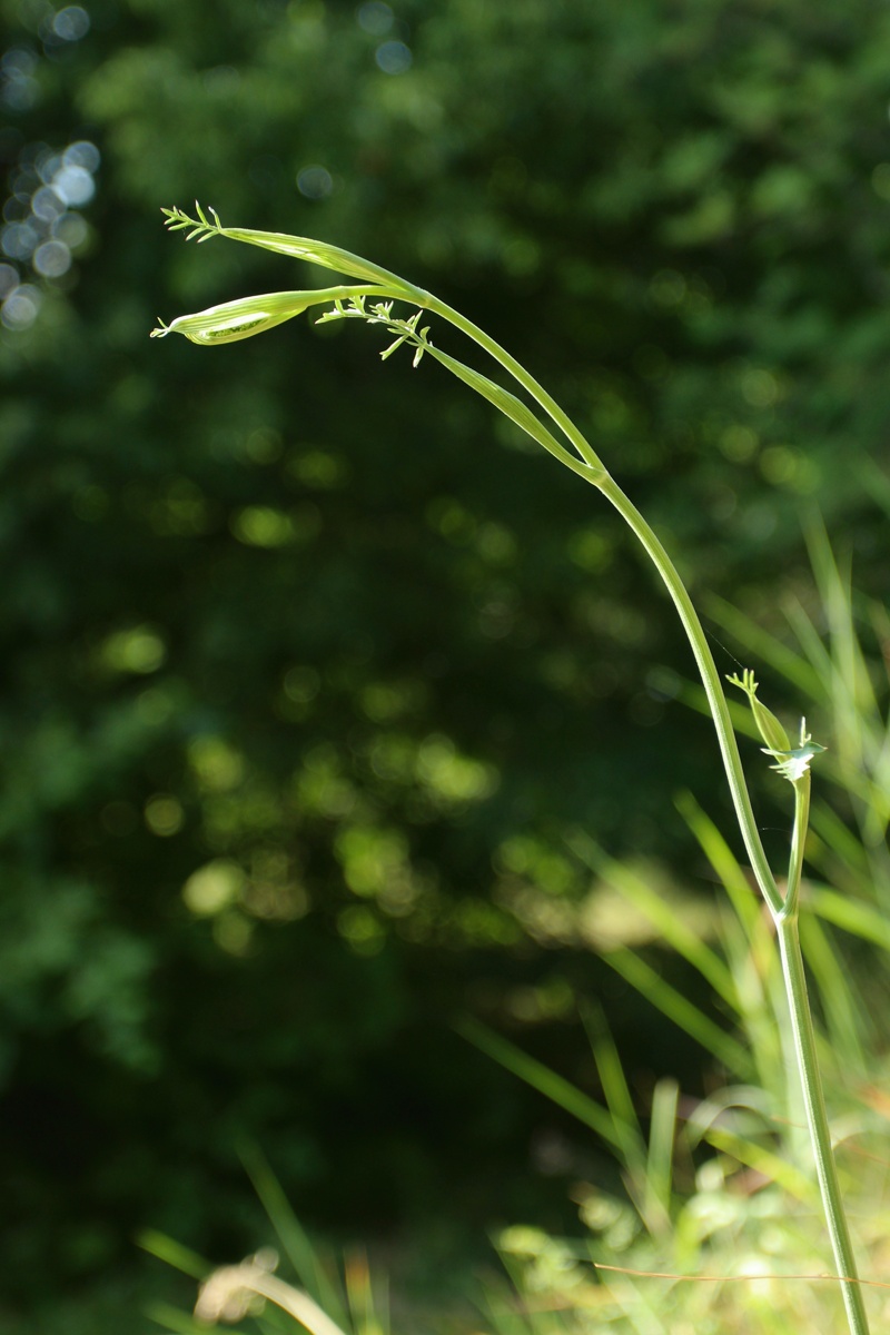 Image of Pimpinella saxifraga specimen.