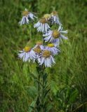 Aster amellus. Верхушка цветущего растения. Пермский край, Кунгурский р-н, окр. дер. Дейково, окр. ур. Греховская гора, залежь. 06.08.2023.