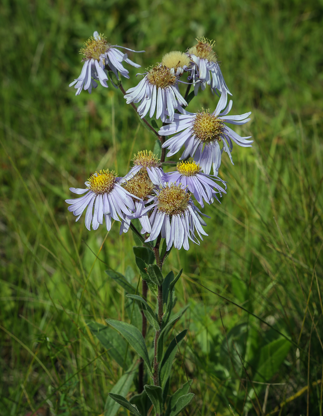 Изображение особи Aster amellus.