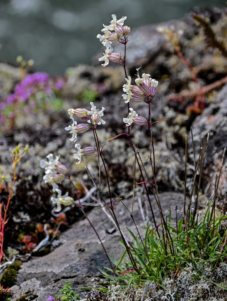 Image of Silene paucifolia specimen.