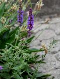 Salvia nemorosa. Верхушка побега с соцветием. Грузия, окр. г. Тбилиси, гора Кениси, подножие лугового склона, у дороги. 10.06.2023.