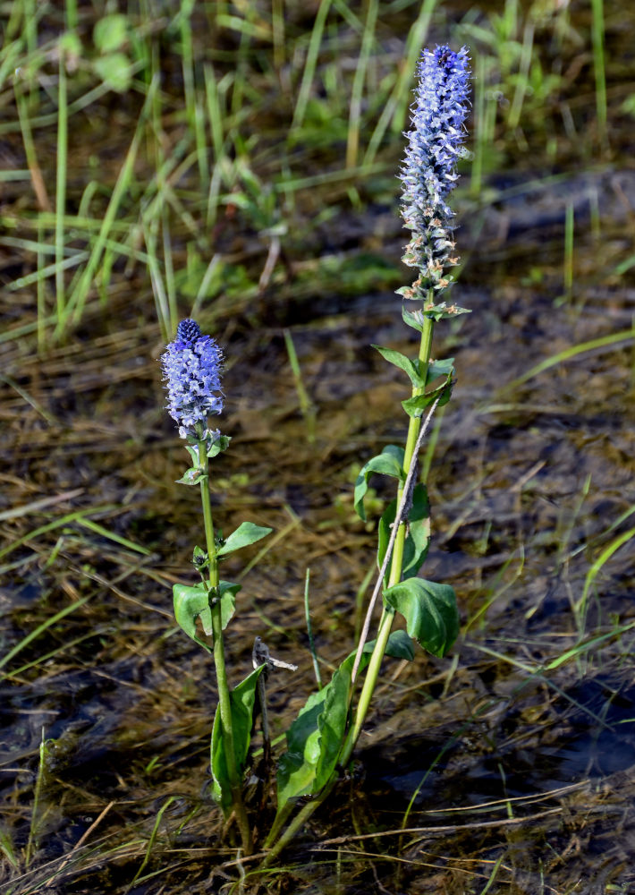 Image of Lagotis minor specimen.