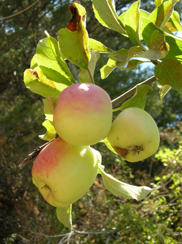 Изображение особи Malus sieversii.