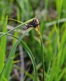 Bolboschoenus maritimus