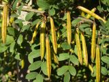 Caragana arborescens