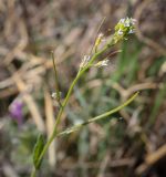 Arabis auriculata