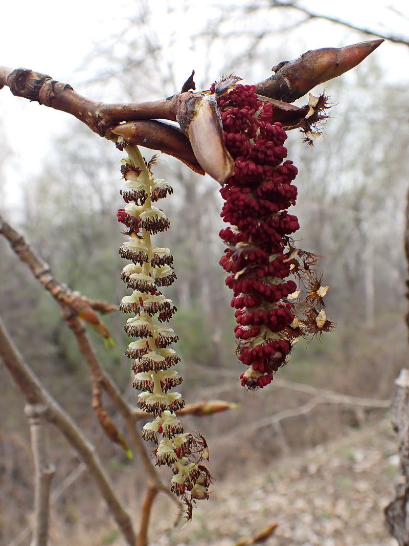 Image of Populus suaveolens specimen.