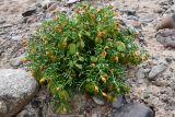 Zygophyllum kegense