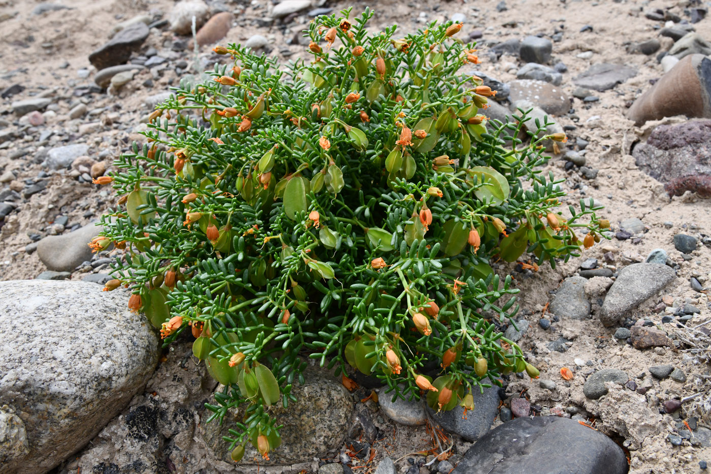 Image of Zygophyllum kegense specimen.