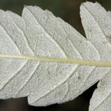 Sorbus &times; thuringiaca