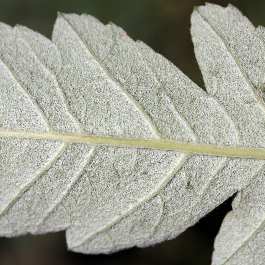 Image of Sorbus &times; thuringiaca specimen.