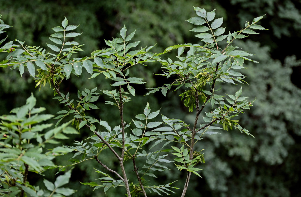 Image of genus Fraxinus specimen.