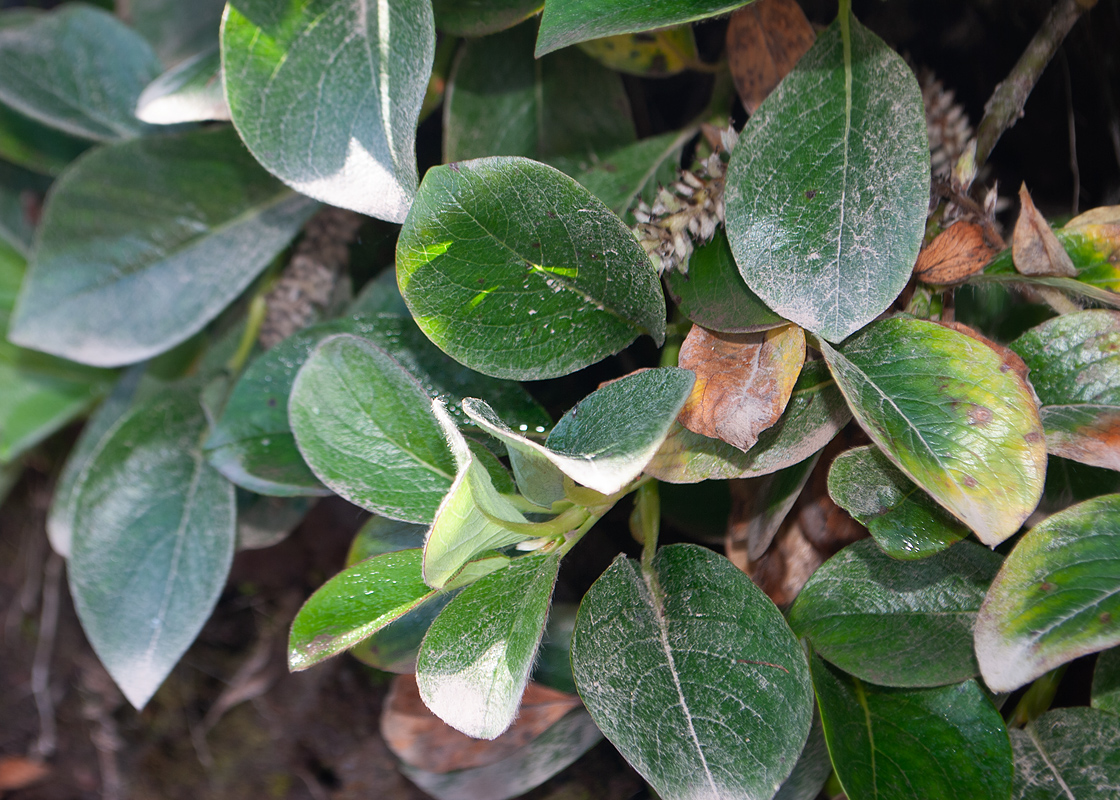 Image of Salix arctica specimen.