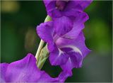 Gladiolus &times; gandavensis