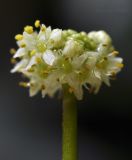 genus Hydrocotyle
