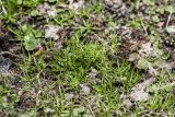 Sagina procumbens