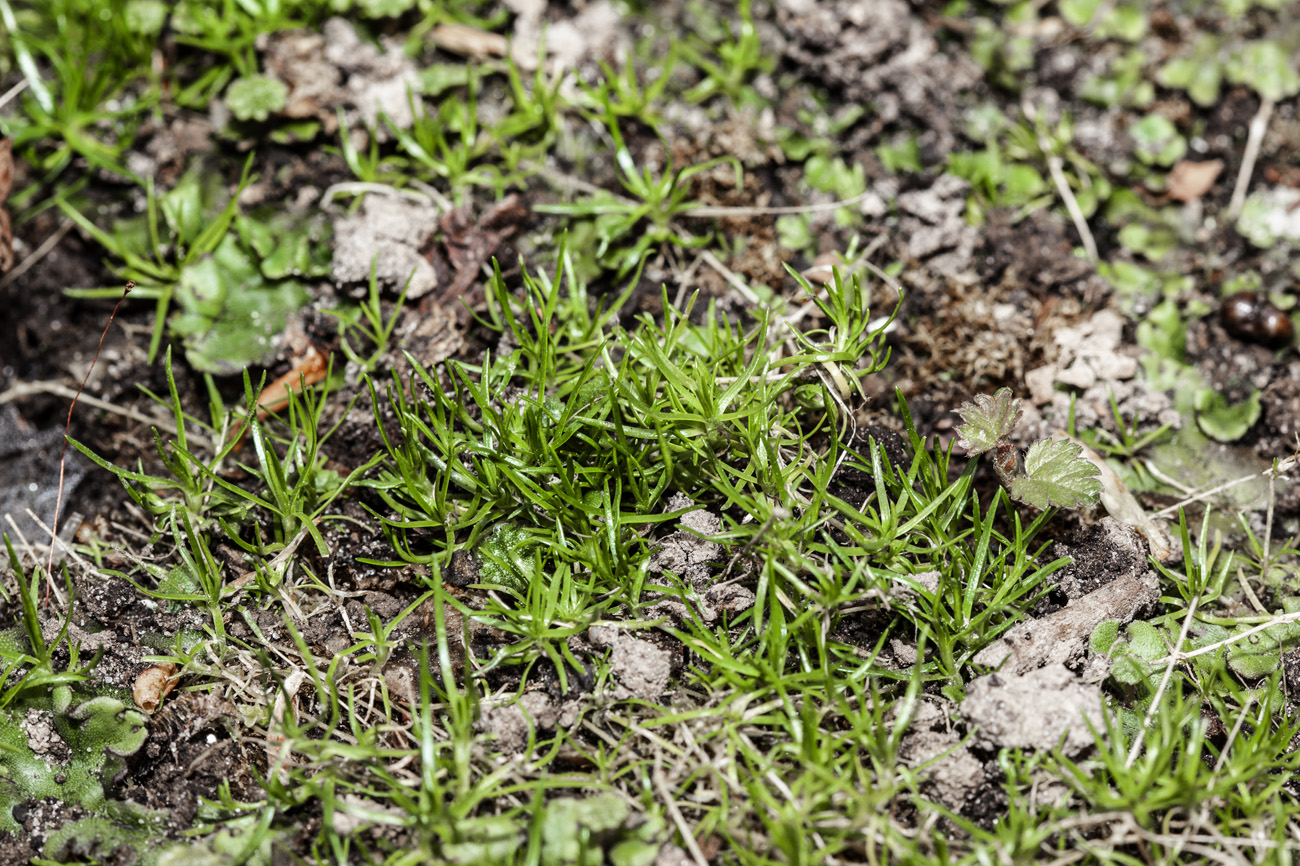 Изображение особи Sagina procumbens.