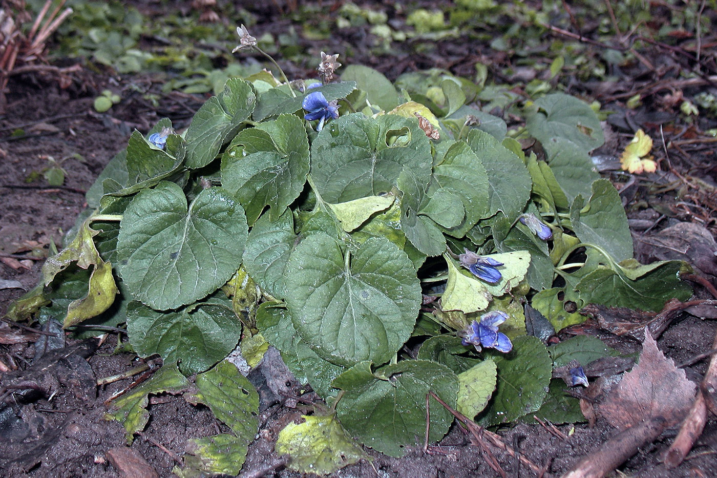 Image of Viola odorata specimen.
