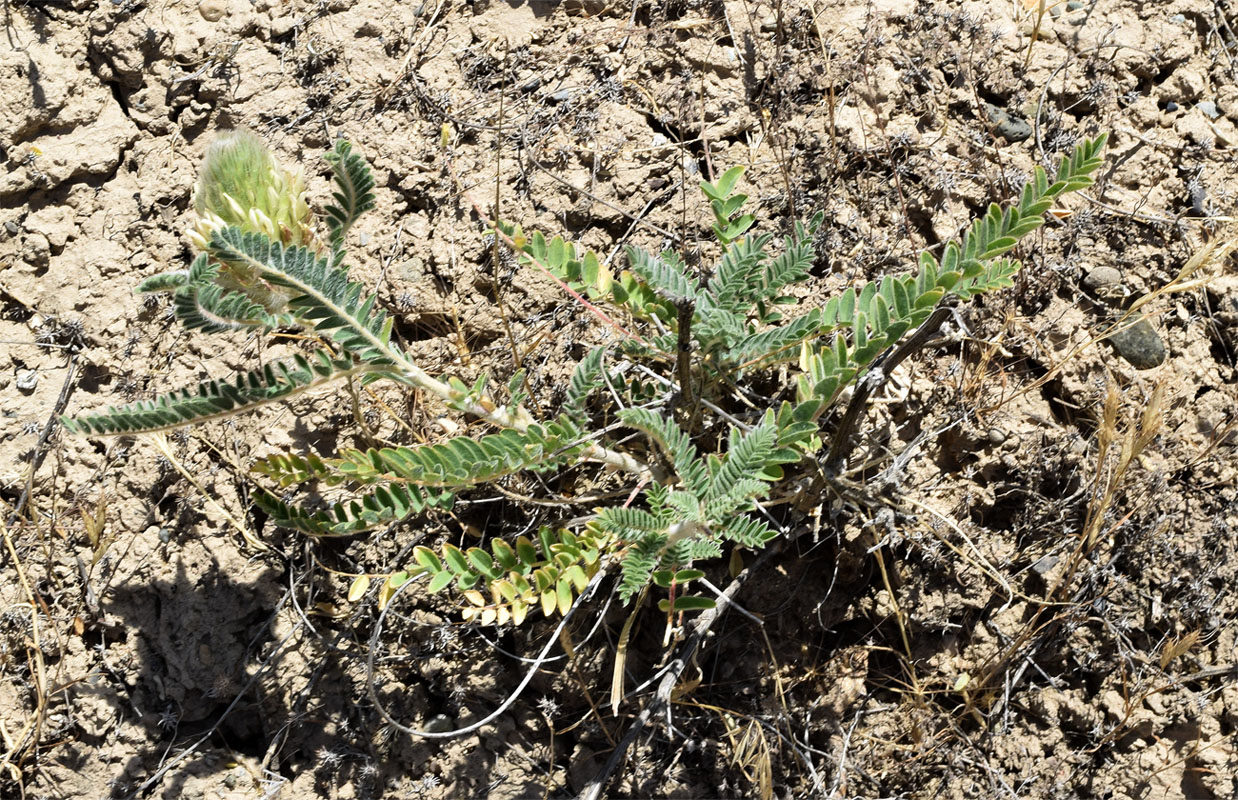Image of Astragalus alopecias specimen.