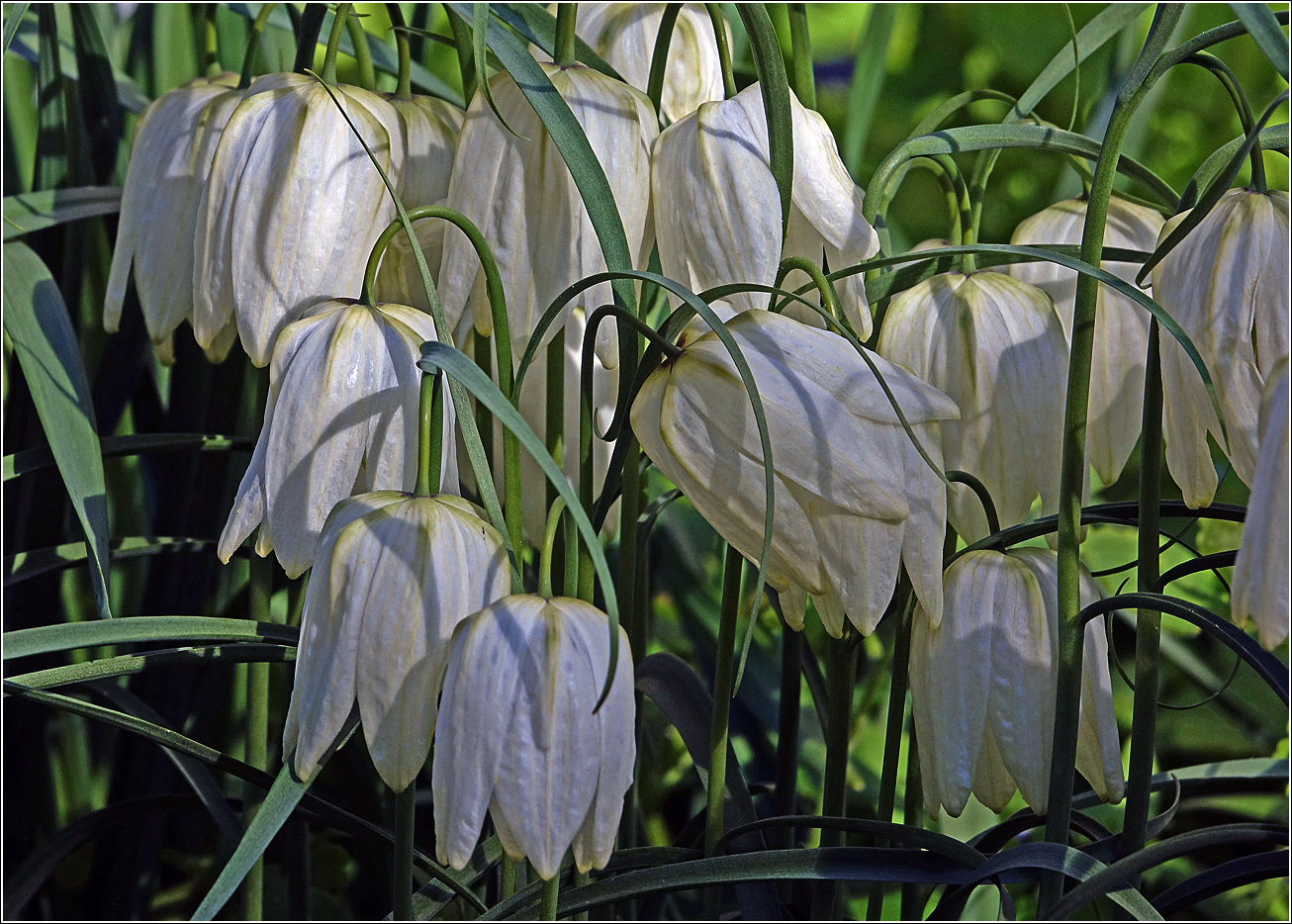 Изображение особи Fritillaria meleagris.