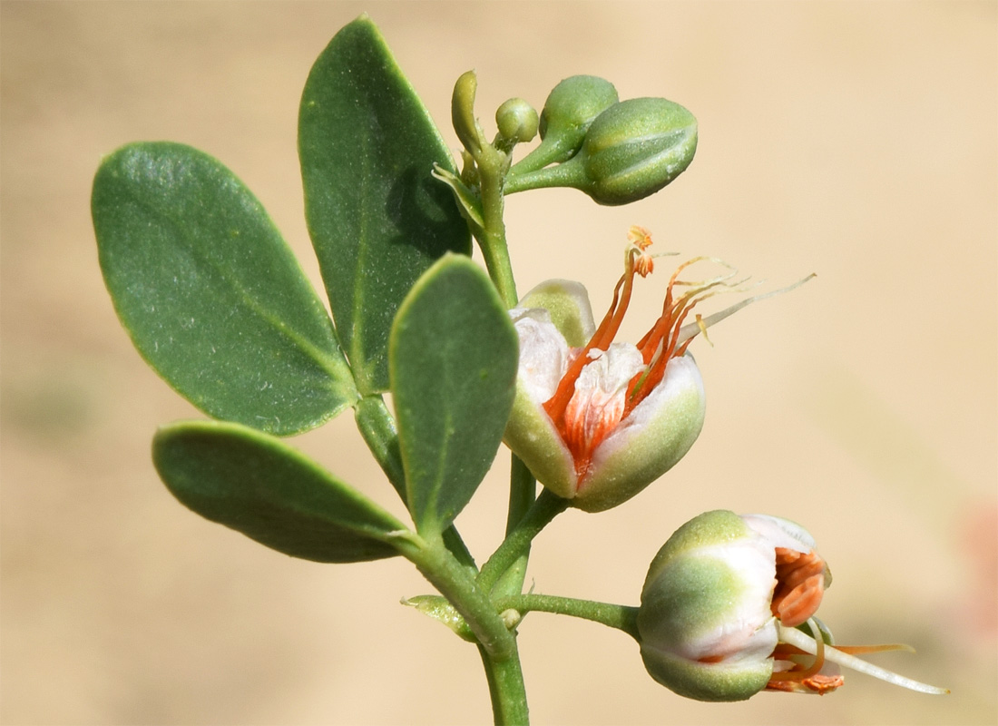 Image of Zygophyllum oxianum specimen.