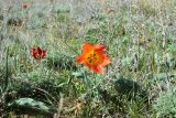 Tulipa suaveolens