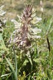 Pedicularis olgae