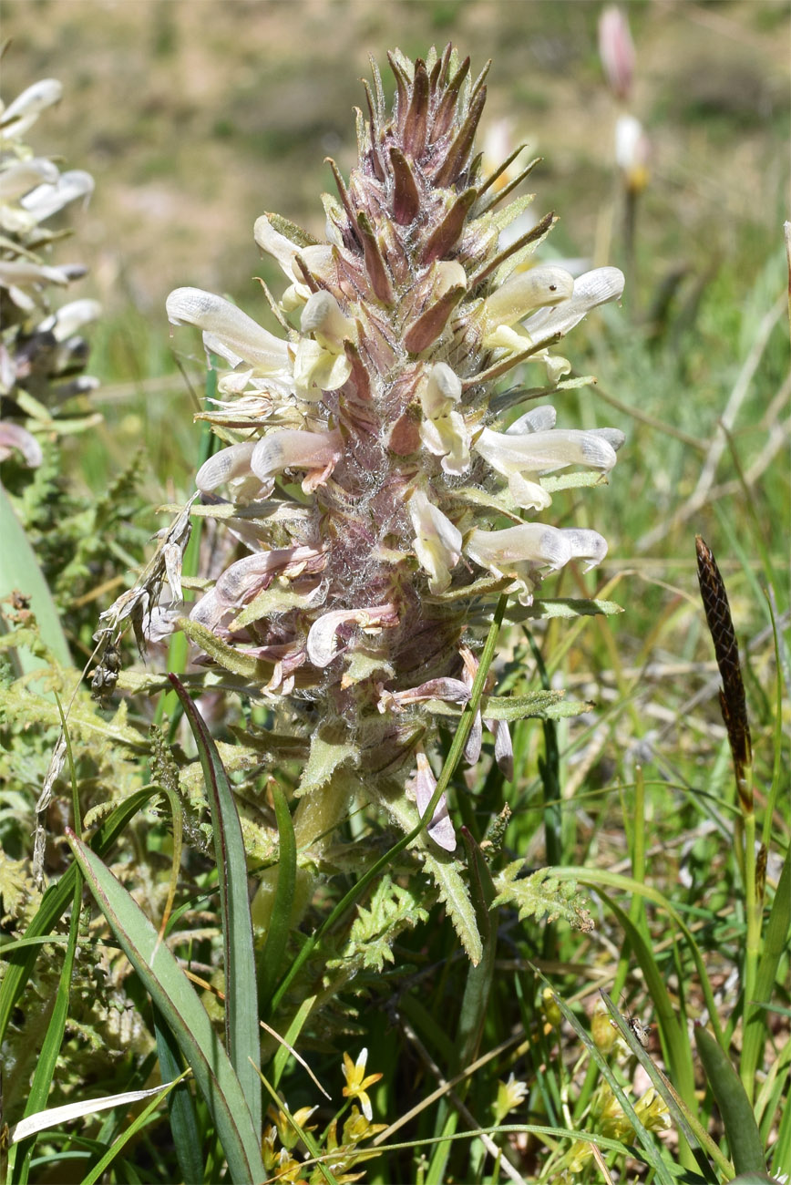 Image of Pedicularis olgae specimen.