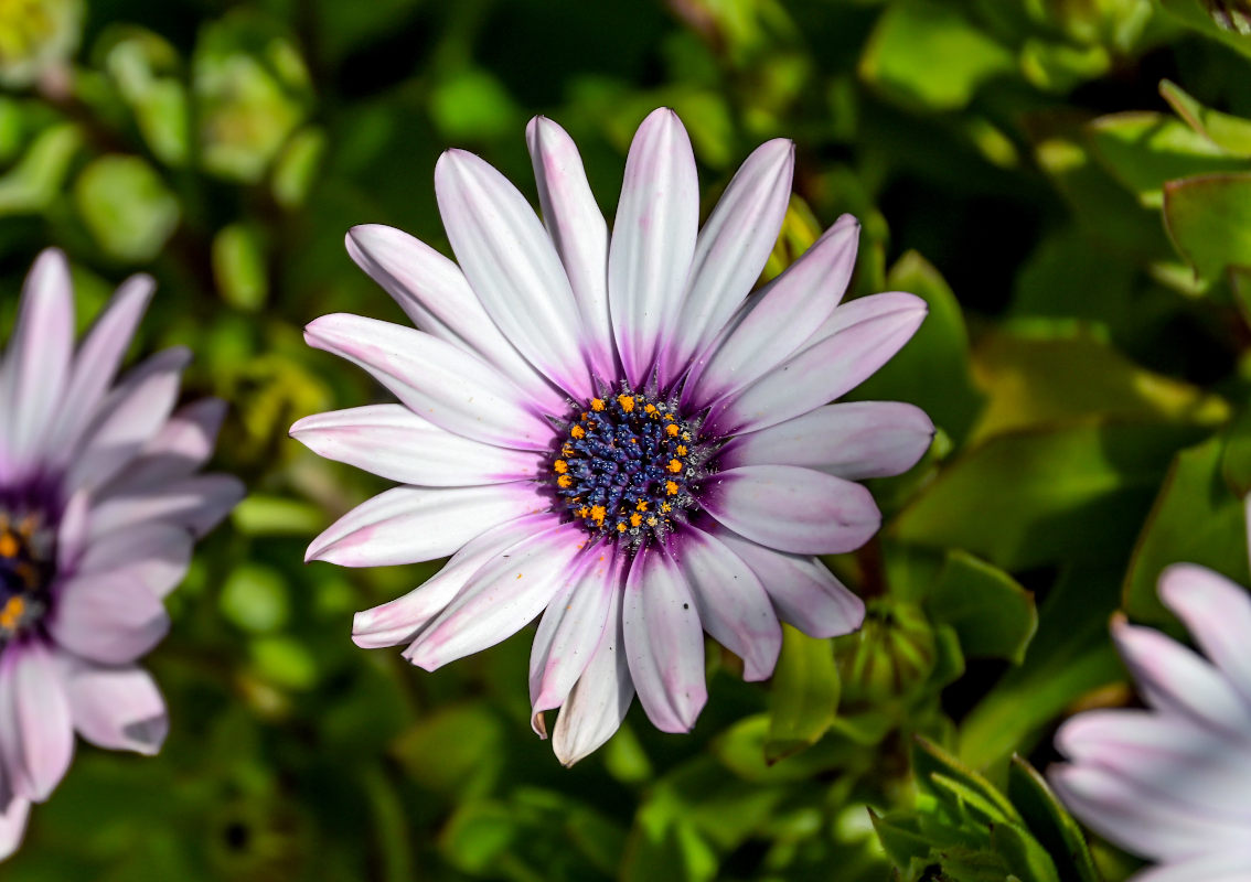 Image of Osteospermum fruticosum specimen.