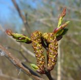 Alnus incana