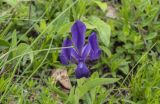 Iris aphylla