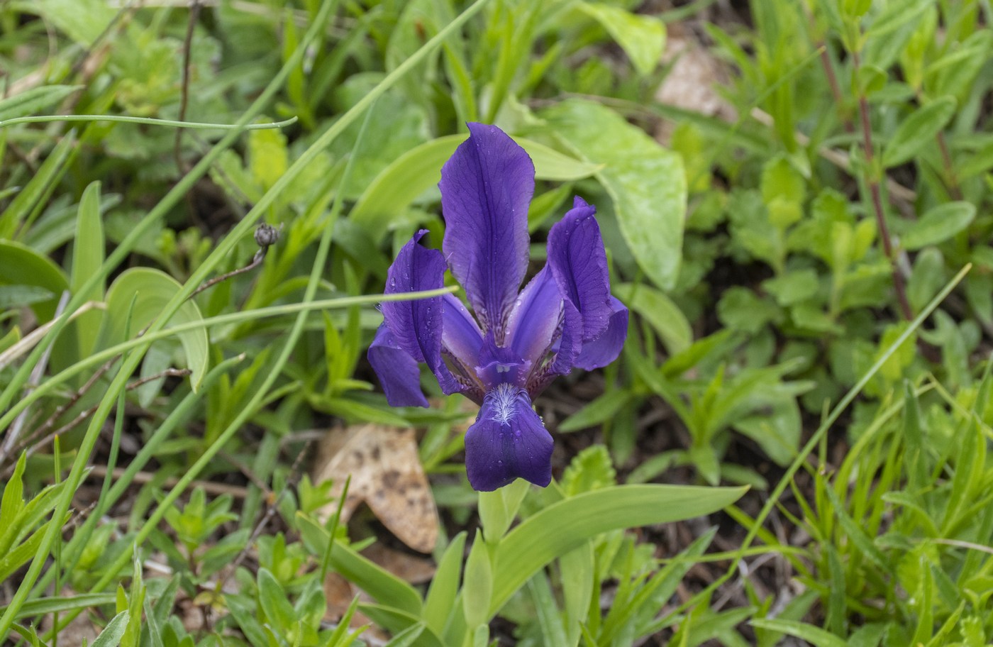 Изображение особи Iris aphylla.