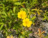 Potentilla reptans