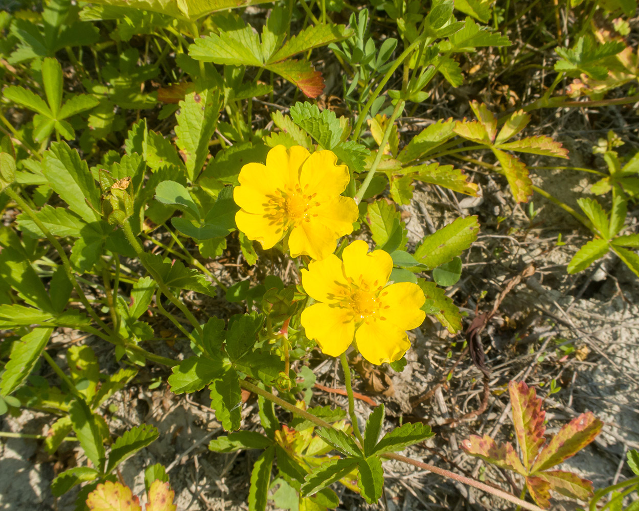 Изображение особи Potentilla reptans.