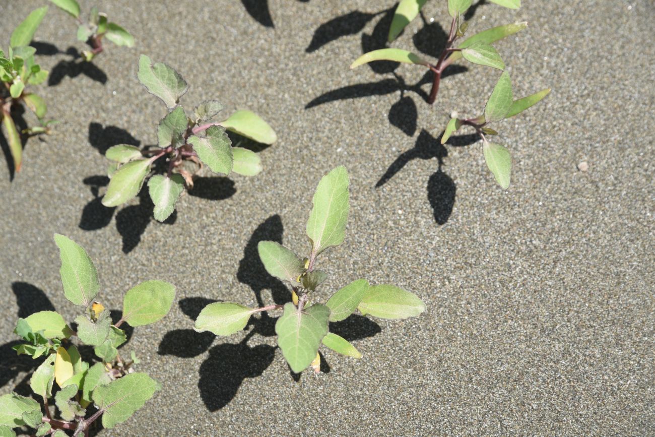 Image of genus Xanthium specimen.