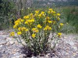 Limbarda salsoloides
