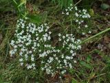 Valeriana coreana. Соцветие. Хабаровский край, окр. г. Комсомольск-на-Амуре, Силинский лесопарк, зарастающая просека. 05.07.2025.
