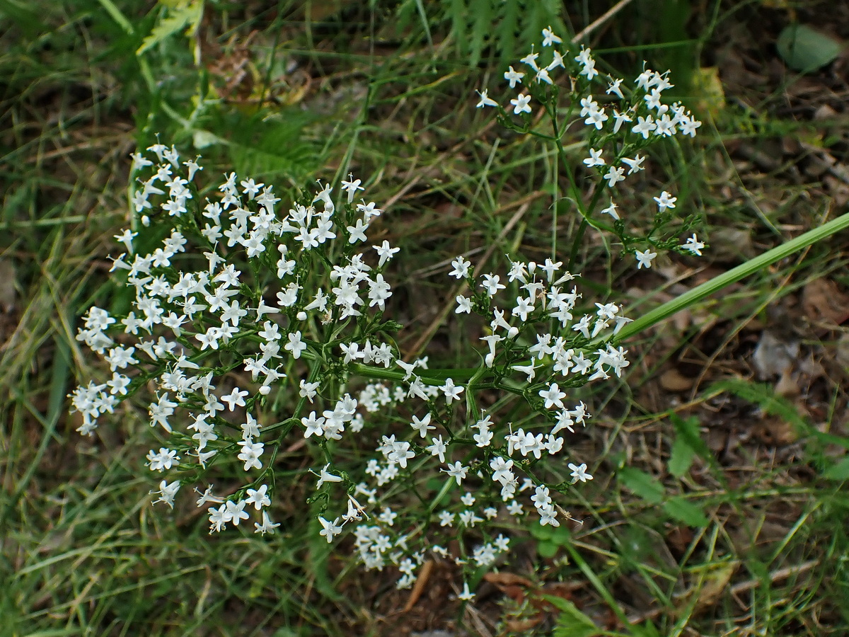 Image of Valeriana coreana specimen.