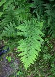 род Dryopteris